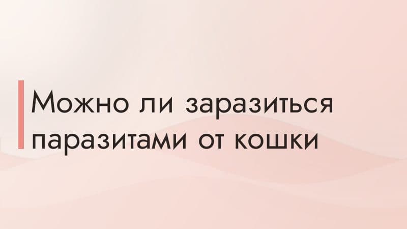 Можно ли заразиться паразитами от кошки